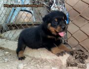 ขาย ลูกร็อตไวเลอร์ rottweiler E-Litter จิตประสาทเยี่ยม ฟาร์มร็อตไวเลอร์โดยตรง