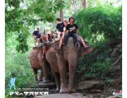 Maevang Elephant Training Camp Chiang Mai Thailand.