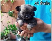 Chihuahua น้องชิวาว่า ตัวเล็กน่าร๊ากกก เพศเมียมาแล้วจ้าา