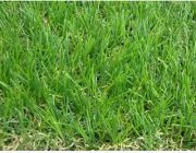 ขายหญ้าเทียม Universal หญ้าเทียมสีสดอ่อน 2 x 1 เมตร - Green DG08841