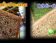 ขายอุปกรณ์เลี้ยงผึ้งBeeนมผึ้งราคาถูกชุดกันผึ้งแผ่นรังเทียมผึ้งโทร0966263654