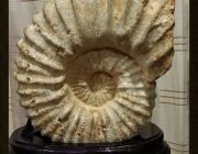 แอมโมไนต์ Ammonite ฮวงจุ้ยภายในบ้านป้องกันสิ่งไม่ดีชั่วร้าย