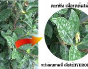 ขายเครื่องกำจัดตะกรันป้องกันตะกรัน