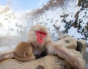 JAPAN WORLD + SNOW MONKEY 5D3N