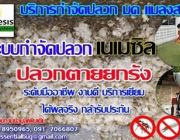 กำจัดปลวกทั่วประเทศ สอบถามฟรี สำรวจพื้นที่ฟรี