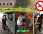 บริการรับกำจัดปลวก แบบฉีดพ่น ราคาประหยัด