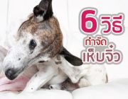 6 วิธีกำจัด เห็บ จิ๋วตัวร้ายในสุนัข