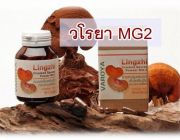 วโรยา สปอร์เห็ดหลินจือ MG2 Organic 100%